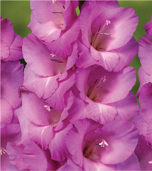formosabulbs_lily Nashville