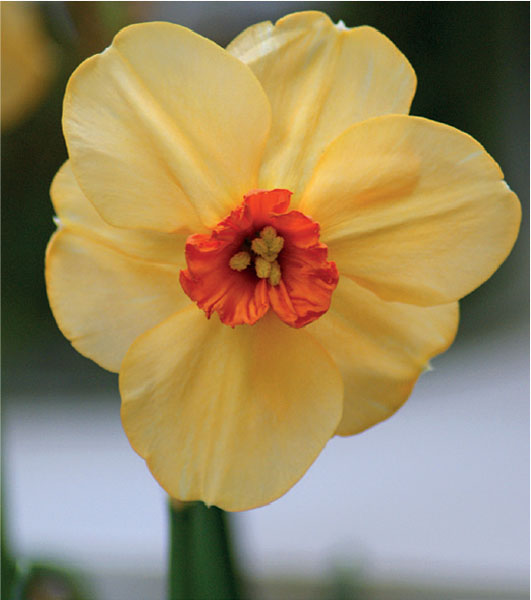 formosabulbs_lily Nashville