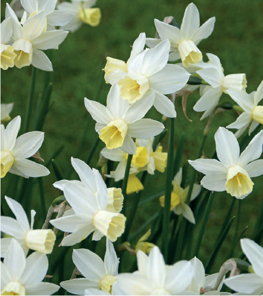 formosabulbs_lily Nashville