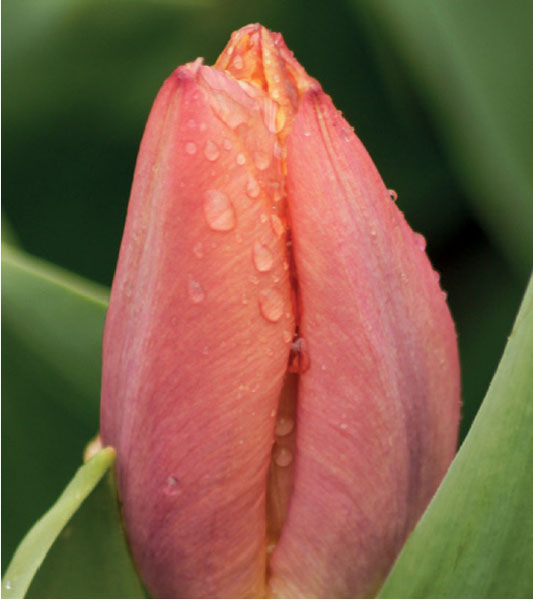 formosabulbs_lily Nashville