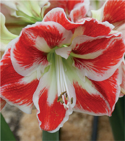 formosabulbs_lily Nashville