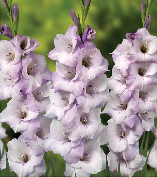 formosabulbs_lily Nashville