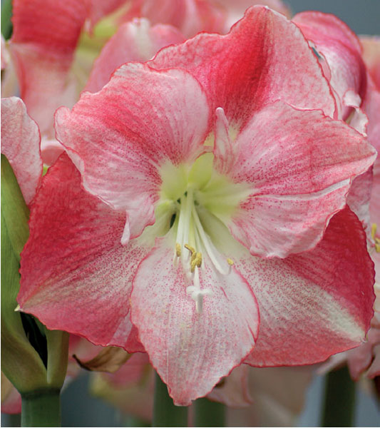 formosabulbs_lily Nashville