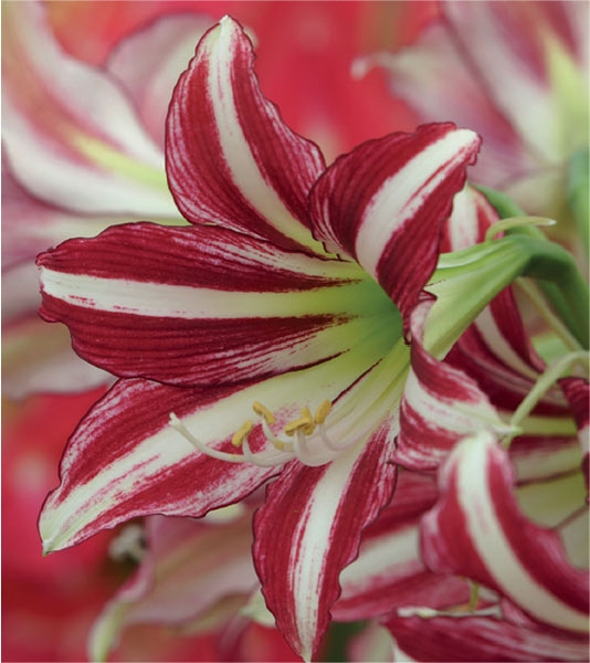 formosabulbs_lily Nashville