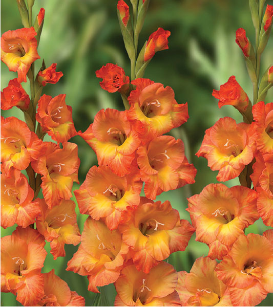 formosabulbs_lily Nashville