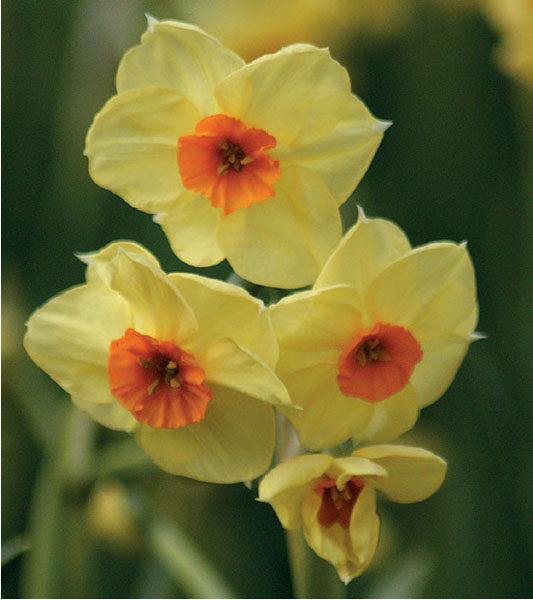 formosabulbs_lily Nashville