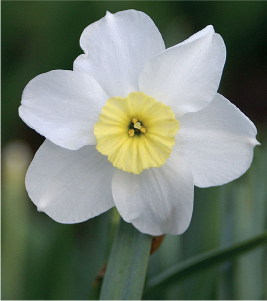 formosabulbs_lily Nashville