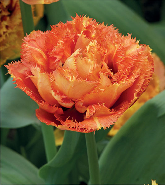 formosabulbs_lily Nashville