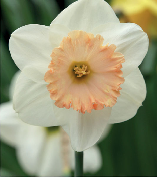 formosabulbs_lily Nashville