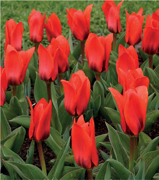 formosabulbs_lily Nashville