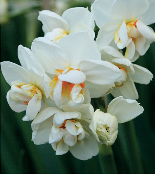 formosabulbs_lily Nashville