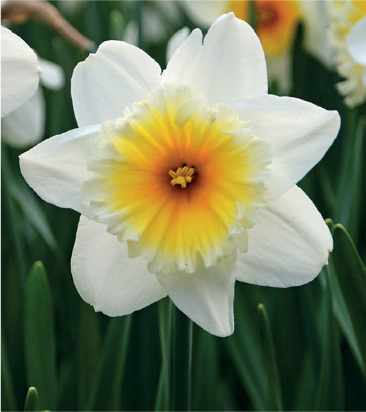 formosabulbs_lily Nashville