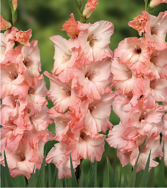 formosabulbs_lily Nashville