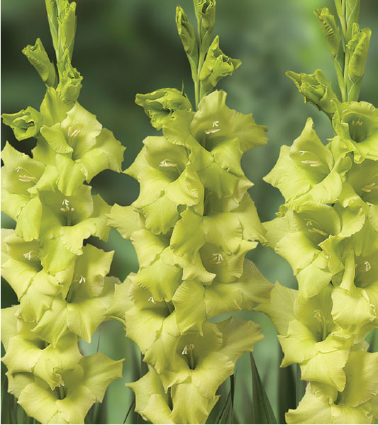 formosabulbs_lily Nashville