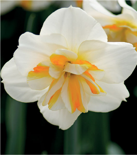 formosabulbs_lily Nashville