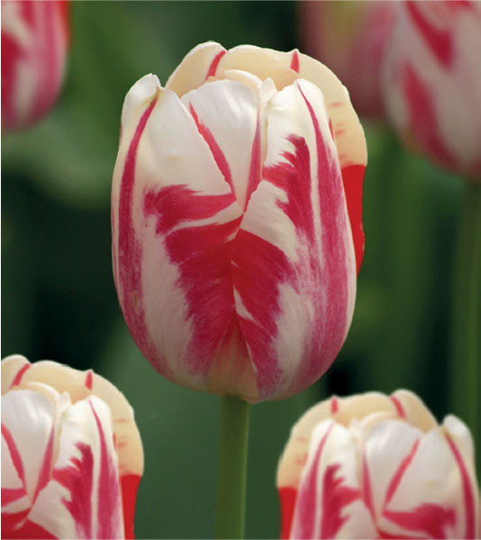 formosabulbs_lily Nashville