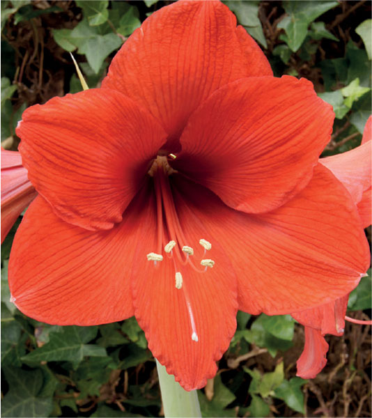 formosabulbs_lily Nashville