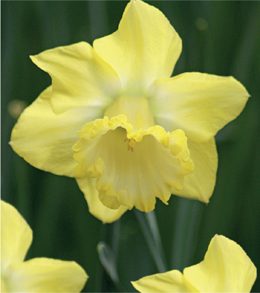 formosabulbs_lily Nashville