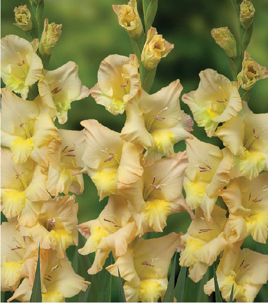 formosabulbs_lily Nashville