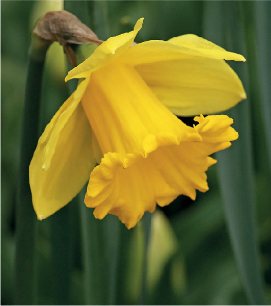formosabulbs_lily Nashville