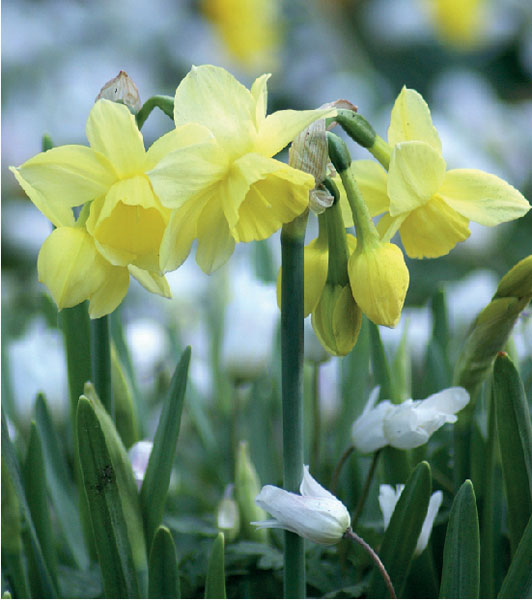 formosabulbs_lily Nashville