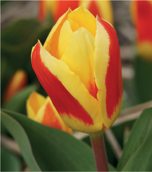 formosabulbs_lily Nashville