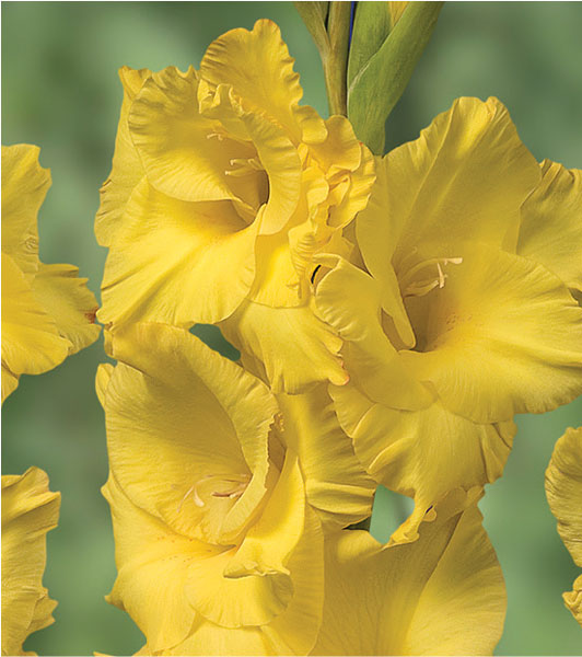formosabulbs_lily Nashville