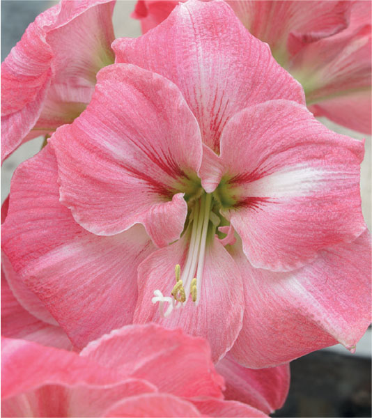 formosabulbs_lily Nashville