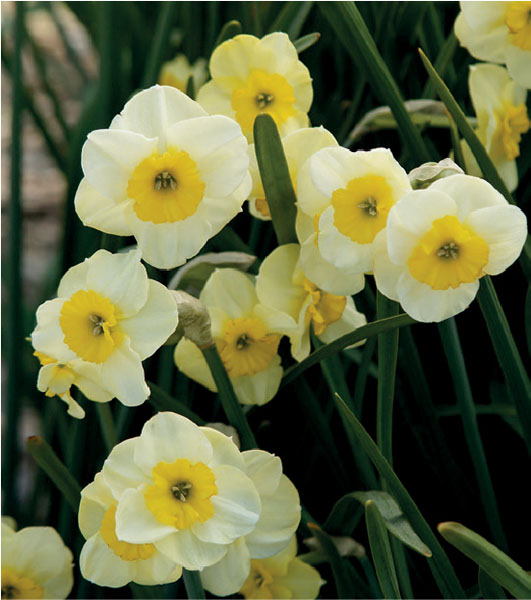 formosabulbs_lily Nashville