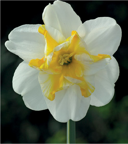 formosabulbs_lily Nashville
