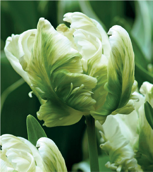 formosabulbs_lily Nashville