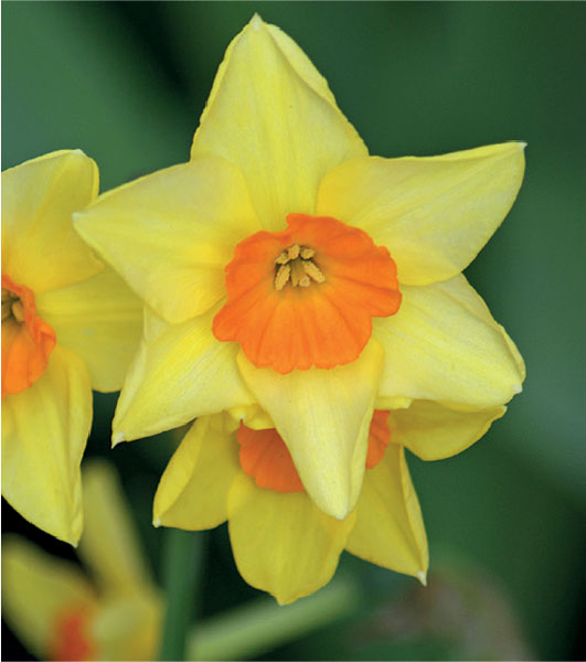 formosabulbs_lily Nashville