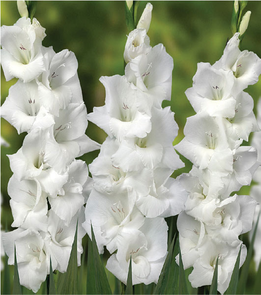 formosabulbs_lily Nashville