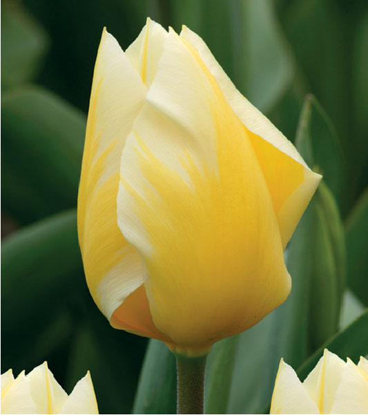 formosabulbs_lily Nashville