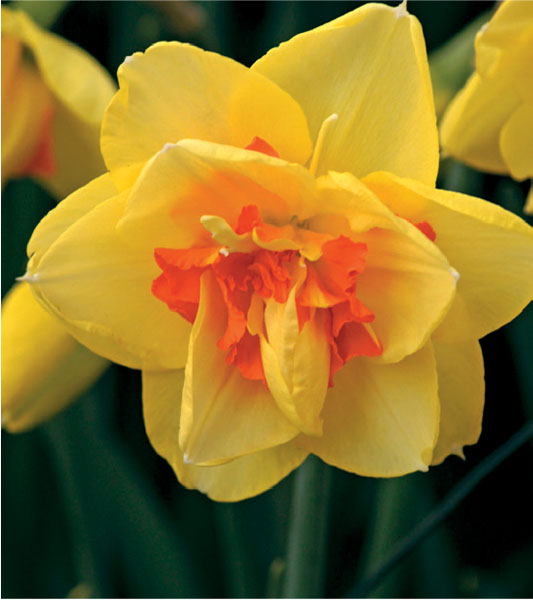 formosabulbs_lily Nashville