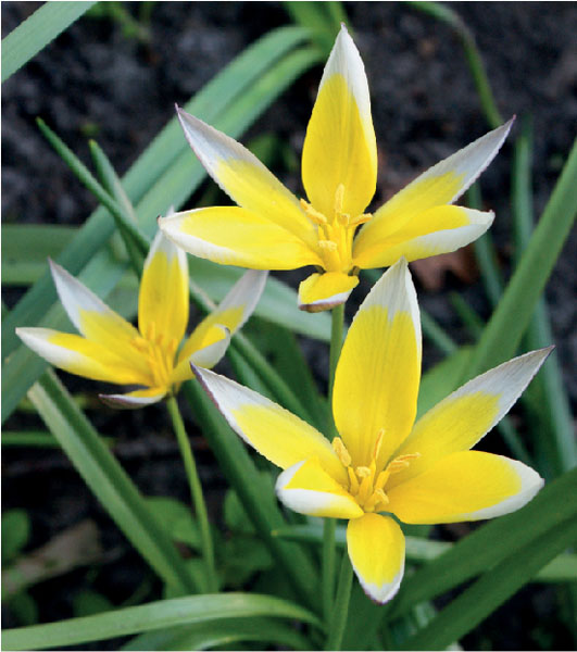 formosabulbs_lily Nashville
