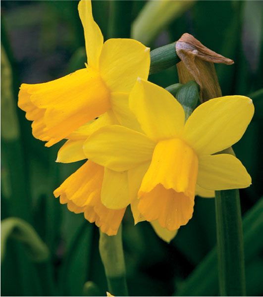 formosabulbs_lily Nashville