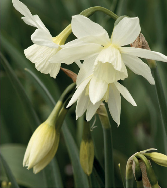 formosabulbs_lily Nashville