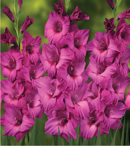 formosabulbs_lily Nashville