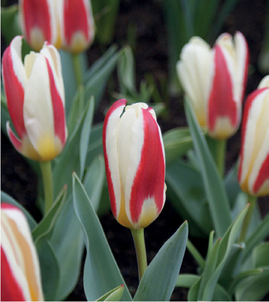 formosabulbs_lily Nashville