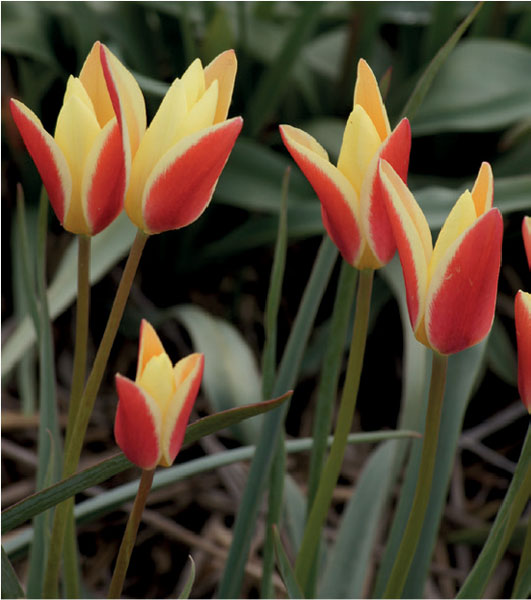 formosabulbs_lily Nashville