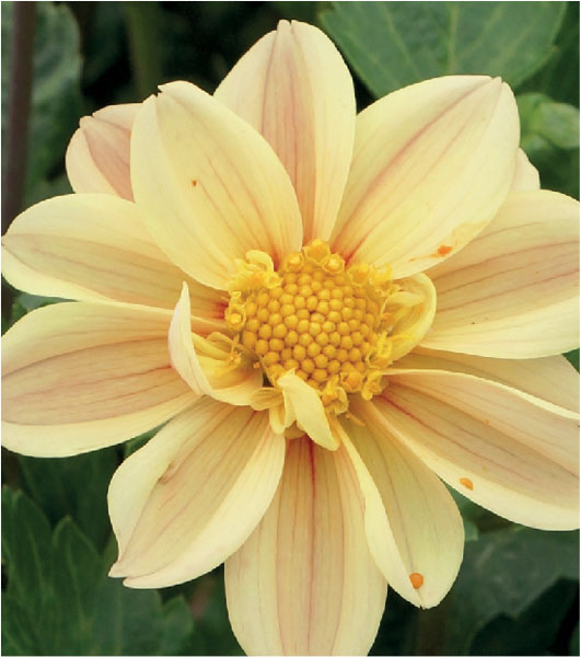 formosabulbs_lily Nashville
