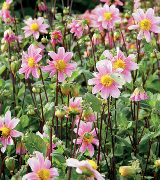 formosabulbs_lily Nashville