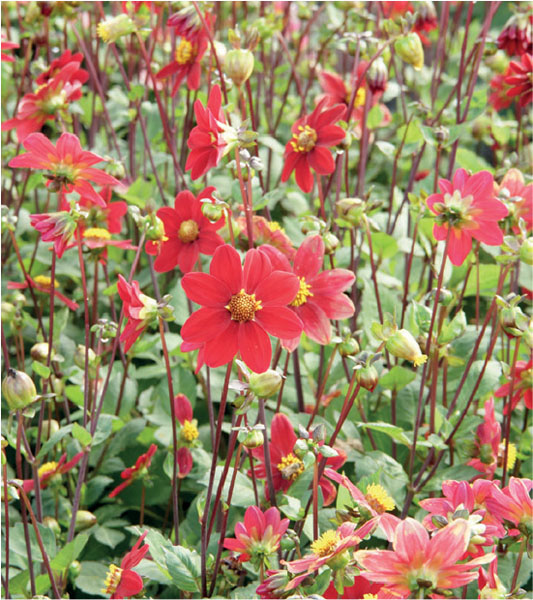 formosabulbs_lily Nashville