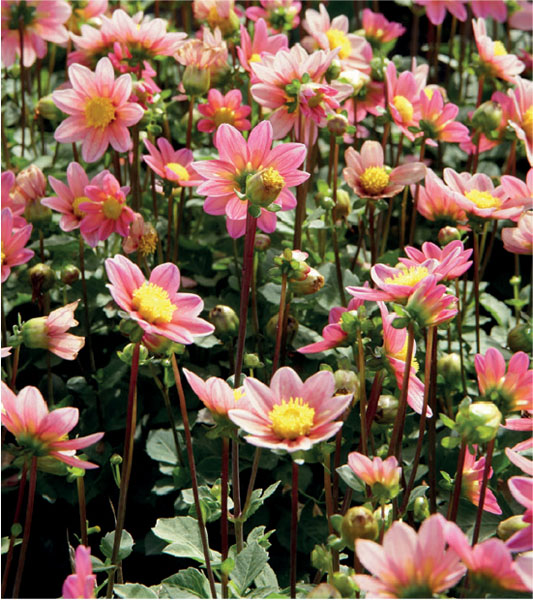 formosabulbs_lily Nashville