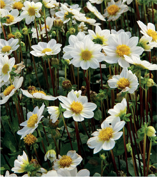 formosabulbs_lily Nashville