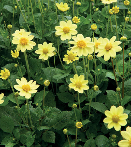 formosabulbs_lily Nashville