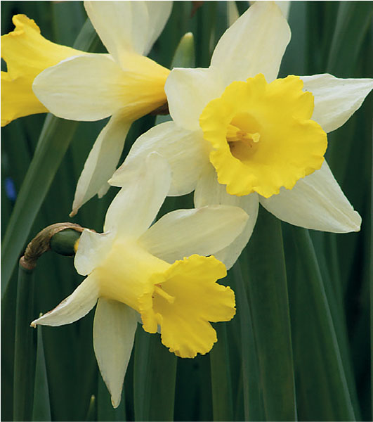formosabulbs_lily Nashville