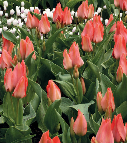 formosabulbs_lily Nashville