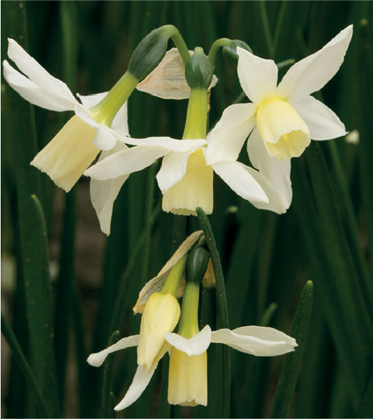 formosabulbs_lily Nashville